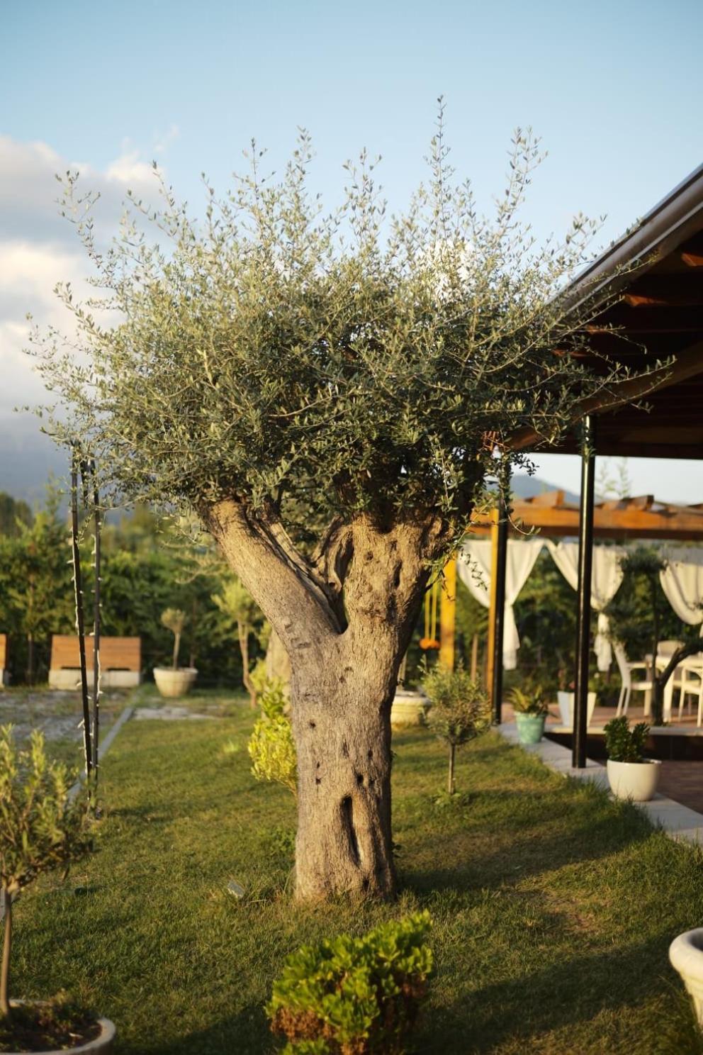 Natyra E Ishullit - Hotel, Ristorant, Camping - Lezhe, Shengjin, Ishull Shengjin Lezhe, Shengjin, Lezhe Ishull-Shëngjini Exteriör bild